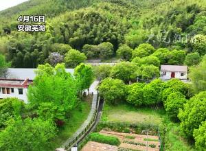 千年古桂引客来！全国多家主流媒体齐聚芜湖板石岭 赏华东最大古桂群