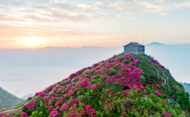 五峰杜鵑別樣紅