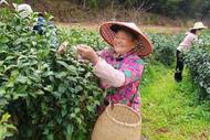 宜秀區楊橋鎮：春品一杯茶，邀您來溪橋