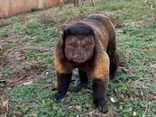 合肥野生動物園：網(wǎng)紅“大壯”突發(fā)疾病死亡