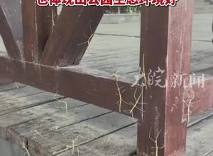 南京一國家級森林公園回應(yīng)出現(xiàn)大量竹節(jié)蟲 ：不咬人 公園生態(tài)環(huán)境好