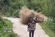 狗子看見奶奶回家，歡快上前迎接，急忙接過重物
