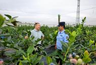 怀宁县雷埠派出所：重拳出击严打偷盗蓝莓行为，护航辖区蓝莓产业健康发展