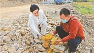 廣東一地挖出“黃金土”，專家：具體成分需等待檢測報告