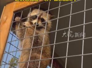 鎮(zhèn)江一萌寵樂(lè)園2只小浣熊出逃 
園方重金懸賞