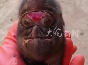 母豬誕下兩只豬崽形似小象  一對大耳 鼻子長頭頂 主人:一只已存活兩天 另外只當天夭折
