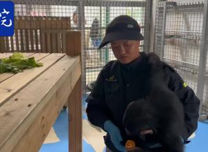 一本寫了21年的“日記”解密：合肥黑猩猩的成長(zhǎng)像極了培養(yǎng)孩子