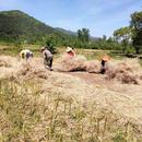 宜秀區大龍山鎮總鋪社區：疏堵結合抓禁燒 守護藍天促振興