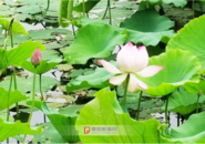 阜陽(yáng)部分荷花提前綻放 較往年提前約10天