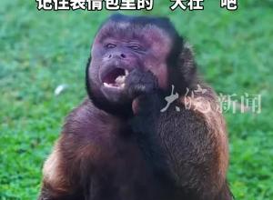 去年“結婚” 今年“生子” 火出圈不足一個月 合肥國字臉猴子去世 