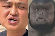 網(wǎng)紅“狗王”撞臉合肥“丑猴”：計劃用口技讓“丑猴說話”