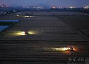 安徽巢湖：“挑燈夜戰”搶收小麥