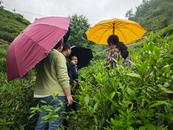 歙縣街口鎮：攜手探索茶葉產業合作新路徑