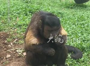 合肥黑帽懸猴“大壯”丑萌出圈  園方呼吁：請文明游園  不要拍打玻璃、尖叫和投喂