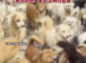 超市老板假借愛心領養烹食流浪狗 沈陽警方回應：屬實