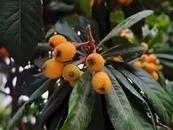 小滿節(jié)氣，來嘗鮮“初夏第一果”枇杷