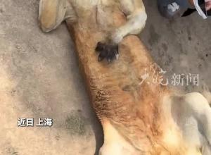 超松弛袋鼠任游客撫摸走紅 動(dòng)物園稱沒應(yīng)激行為