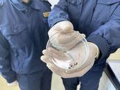 海關在進境郵件中查獲7只活體螳螂和73枚卵鞘