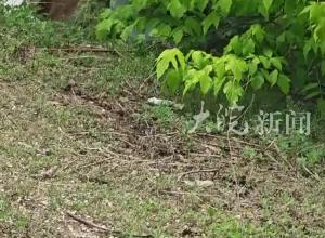 女子在市區(qū)內(nèi)遭母鹿瘋狂撲打，知情人稱疑因拍剛出生小鹿，當(dāng)?shù)鼗貞?yīng)