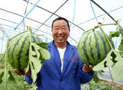 汁多脆甜！巢湖本地早熟西瓜搶“鮮”上市