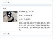北京警方領養犬“小作文”看哭網友   回應：想領養的人相比以前有增加