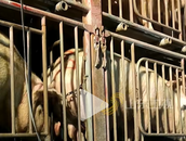 河南通報部分未檢疫生豬流入：立案查處，涉案豬肉被封存