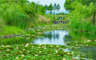 巢湖柘皋河濕地睡蓮綻放，宛如莫奈花園