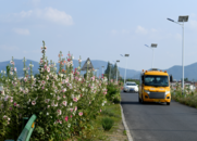 巢湖市：蜀葵花開夏意濃