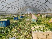 安慶市宜秀區白澤湖鄉白澤社區：蔬菜產業助振興
