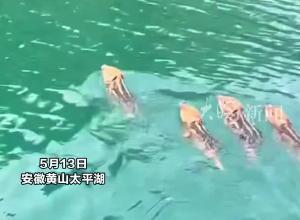 釣魚(yú)佬偶遇“野豬游泳隊(duì)”“第一次看見(jiàn)四只同游”