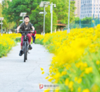 阜陽潁河風景帶 “金色花海”已上線