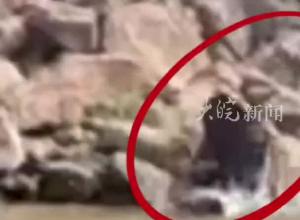 “二師兄”自由泳一小時橫渡長江  海事部門全程“護航” 野豬靈活避開多艘輪船后上岸逃走