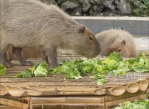 卡皮巴拉，可想擼一下？
合肥野生動物園擬增互動項目