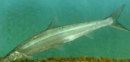 時隔40余年，極度瀕危物種鳤魚重現巢湖