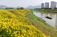 巢湖市：河堤邊金雞菊花盛開美如畫
