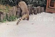 襄陽一景區(qū)12只浣熊集體出逃 已抓回11只“匹諾曹”仍在逃 