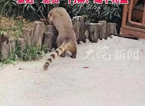 襄陽一景區12只浣熊集體出逃 已抓回11只“匹諾曹”仍在逃 