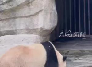 游客參觀重慶動物園往大熊貓場館丟棄異物 園方回應(yīng)：大熊貓暫無異常