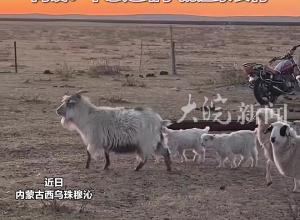 小羊羔化身“懶羊羊”，頻頻搭乘“順風車”，網友：小羊真調皮，不想走路了就讓家長背