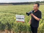 抗逆性强、产量稳定！安徽白湖种业创新研发两个小麦新品种