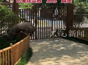 1歲半卡皮巴拉“出逃”動物園回應“懸賞”爭議：我們不是最“摳” 懸賞還將升級已發現出逃“豆包”