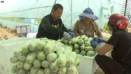 淮南市田集街道：發(fā)揮項(xiàng)目作用 助力鄉(xiāng)村振興