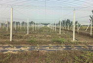 壽縣隱賢鎮牌坊村黨建紅引領產業興 小瓜蔞結出鄉村振興“金果子”
