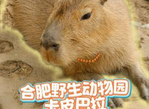 吃飯、泡澡、發(fā)呆……合肥野生動(dòng)物園的水豚一家超“佛”的