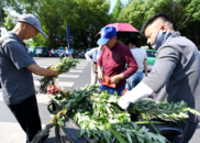 正熱銷！端午“吉祥草”走俏巢湖街頭