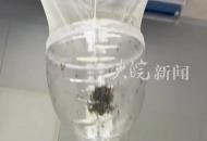 男子手搓捕蚊神器  可以全天候流水線作業 一晚上將蚊子“一網打盡”
