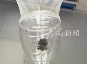 男子手搓捕蚊神器  可以全天候流水線作業 一晚上將蚊子“一網打盡”
