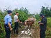 价值上万元的水牛不见了   民警用无人机发现其踪迹