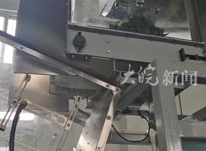 告別人工品控！六安瓜片首條智能化生產線亮相