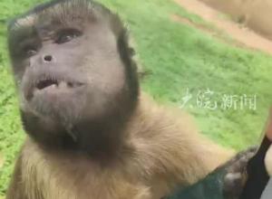合肥動(dòng)物園“丑”猴子出圈了  游客：這猴子真“得味” 保育員說看著丑其實(shí)很聰明